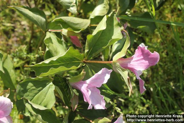 Photo: Trillium grandiflorum 12.