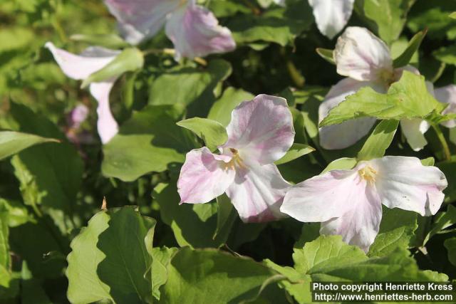 Photo: Trillium grandiflorum 14.