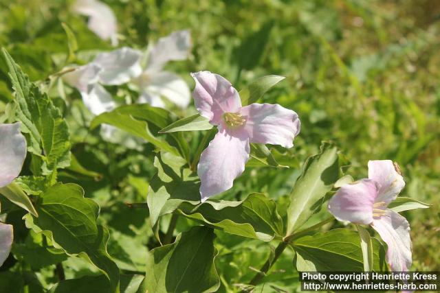 Photo: Trillium grandiflorum 15.