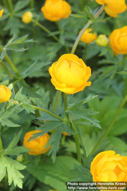 Photo: Trollius x cultorum 07.