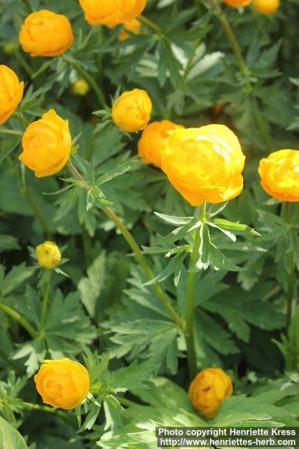 Photo: Trollius x cultorum 09.