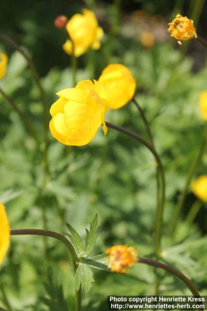 Photo: Trollius Europaeus 16.