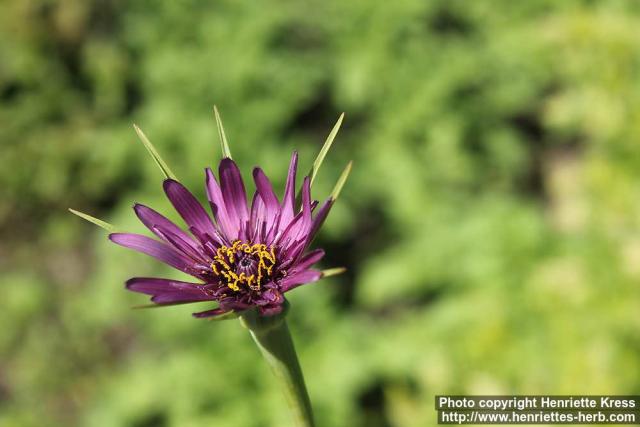 Photo: Tragopogon porrifolius 7.