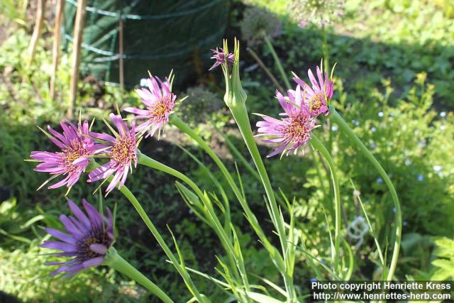 Photo: Tragopogon porrifolius 8.