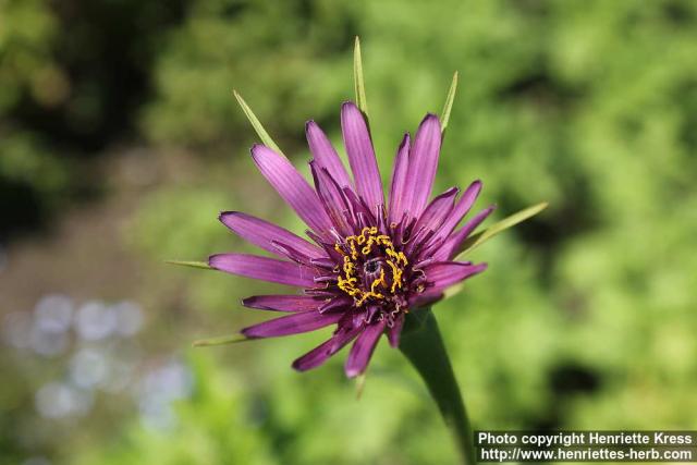 Photo: Tragopogon porrifolius 9.