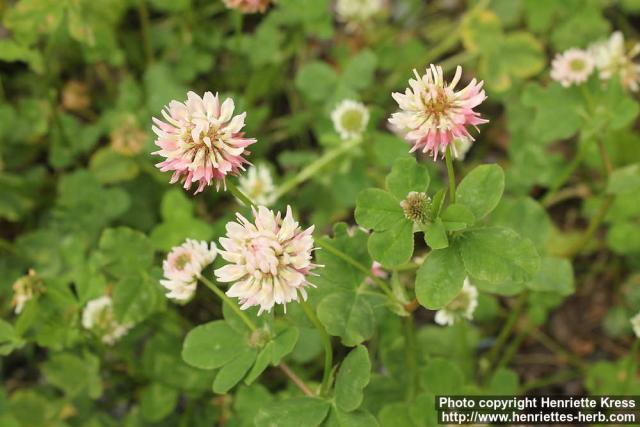 Photo: Trifolium hybridum 1.