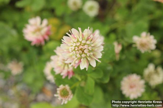 Photo: Trifolium hybridum 2.