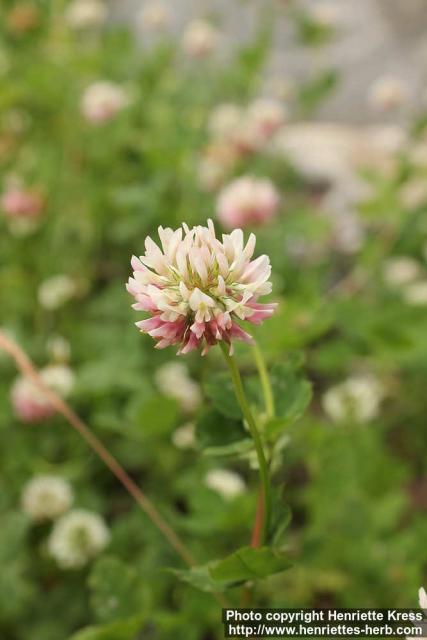 Photo: Trifolium hybridum 3.