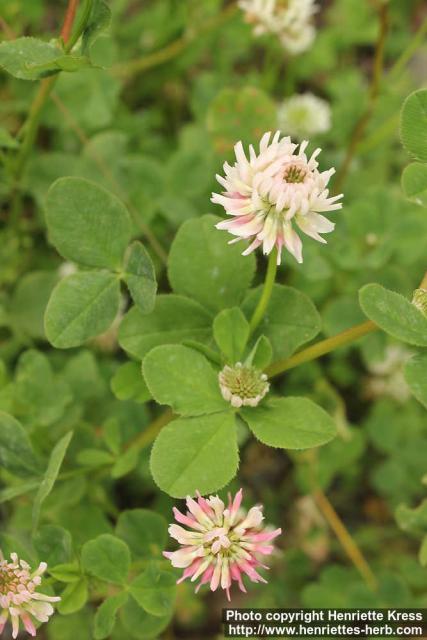 Photo: Trifolium hybridum 4.