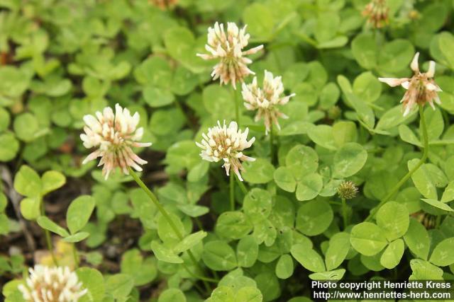 Photo: Trifolium repens 5.