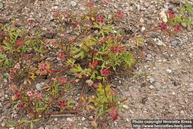 Photo: Trachymene cyanopetala 0.