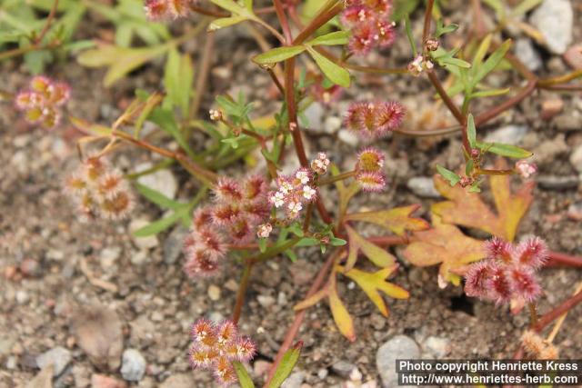 Photo: Trachymene cyanopetala 1.