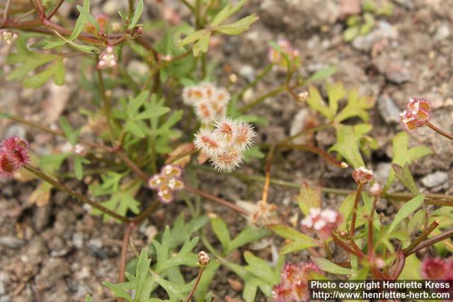 Photo: Trachymene cyanopetala 2.