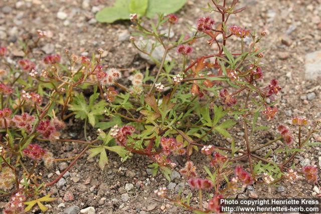 Photo: Trachymene cyanopetala 3.