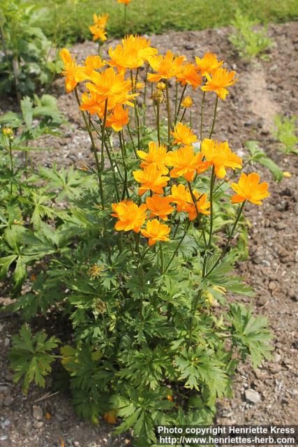 Photo: Trollius chinensis 2.