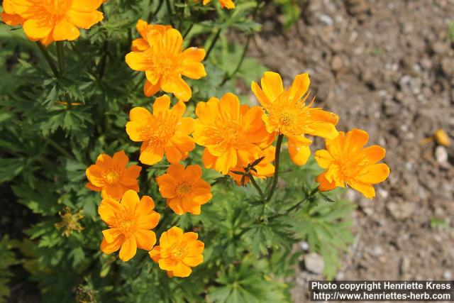 Photo: Trollius chinensis 5.