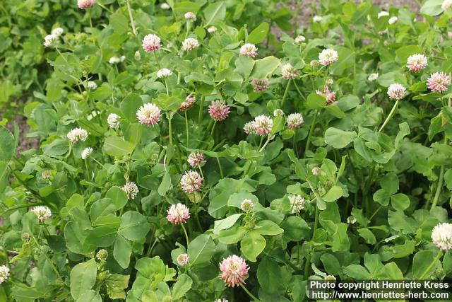 Photo: Trifolium hybridum 5.