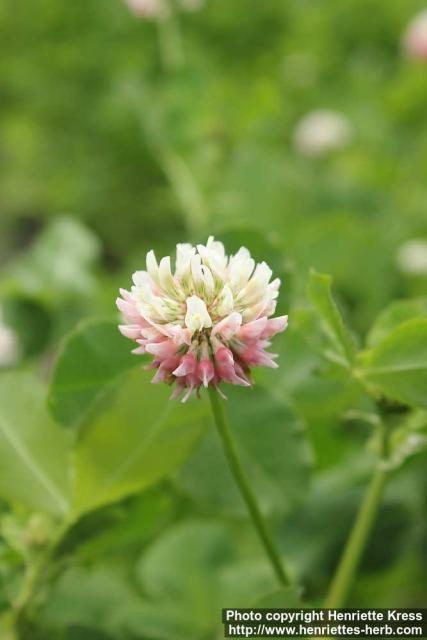 Photo: Trifolium hybridum 6.