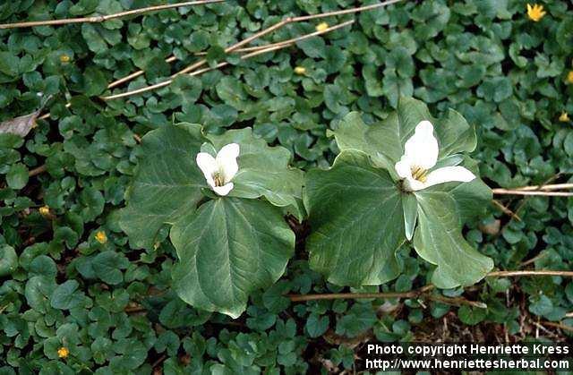 Photo: Trillium sessile 1.