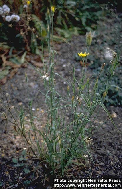 Photo: Tragopogon pratensis 2.