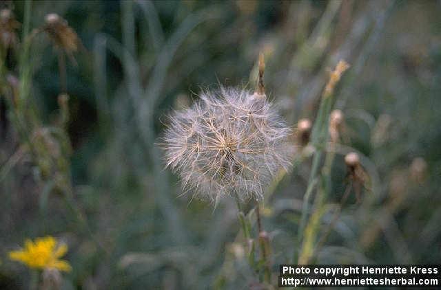 Photo: Tragopogon pratensis.