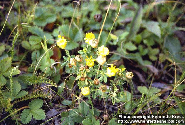 Photo: Trifolium aureum.