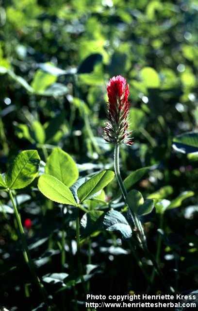 Photo: Trifolium incarnatum 2.