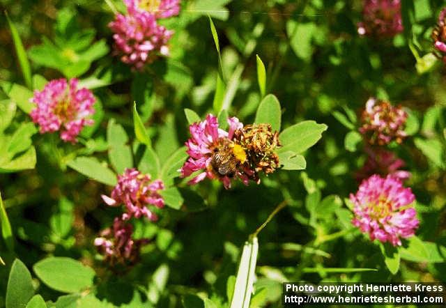 Photo: Trifolium medium 1.