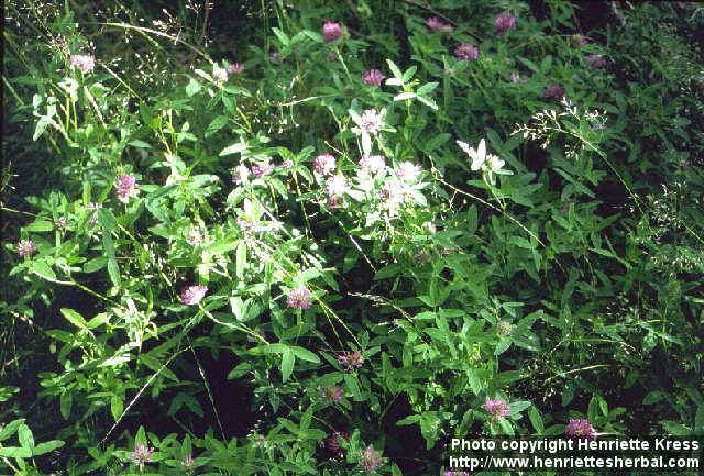 Photo: Trifolium medium 2.