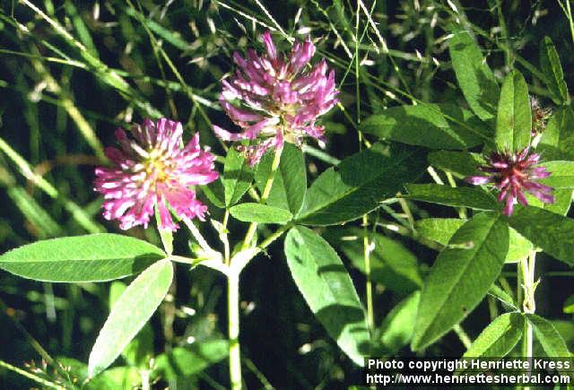 Photo: Trifolium medium 3.