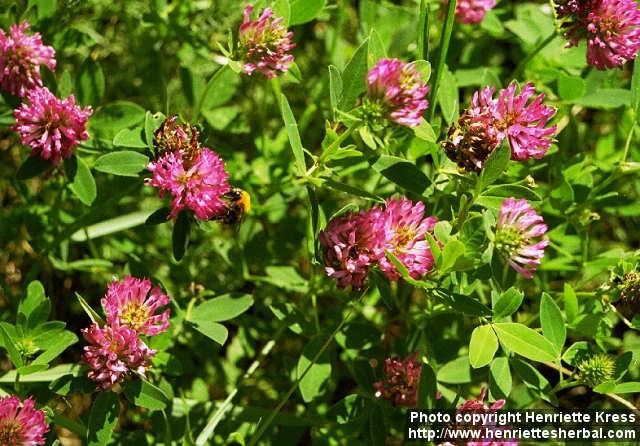 Photo: Trifolium medium.