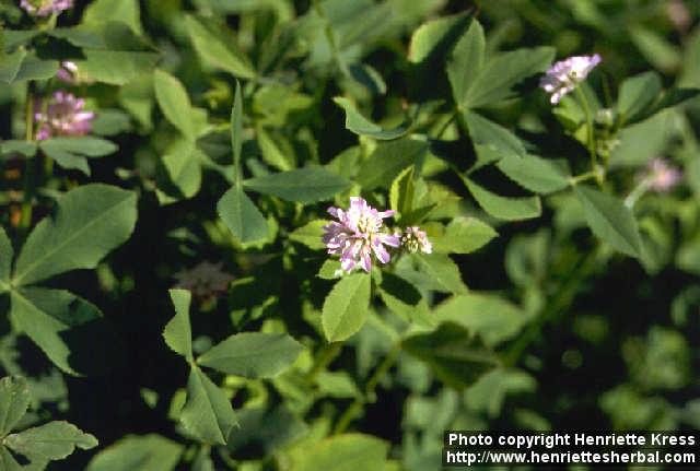 Photo: Trifolium resupinatum 1.