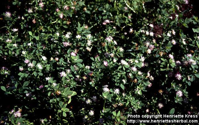 Photo: Trifolium resupinatum 2.