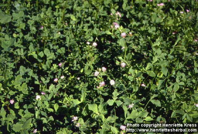 Photo: Trifolium resupinatum.