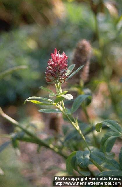 Photo: Trifolium rubens.