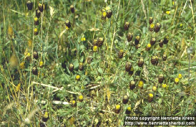 Photo: Trifolium spadiceum 1.