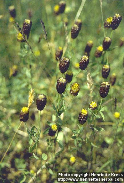 Photo: Trifolium spadiceum.