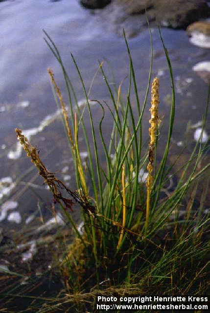 Photo: Triglochin maritimum.