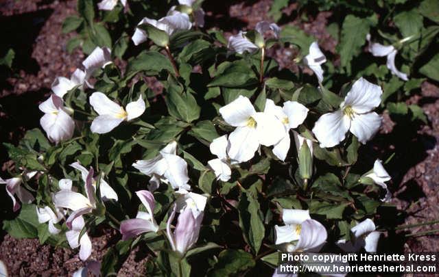 Photo: Trillium grandiflorum 1.