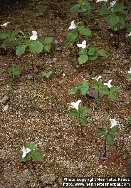 Photo: Trillium grandiflorum.