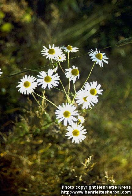 Photo: Tripleurospermum perforatum 1.