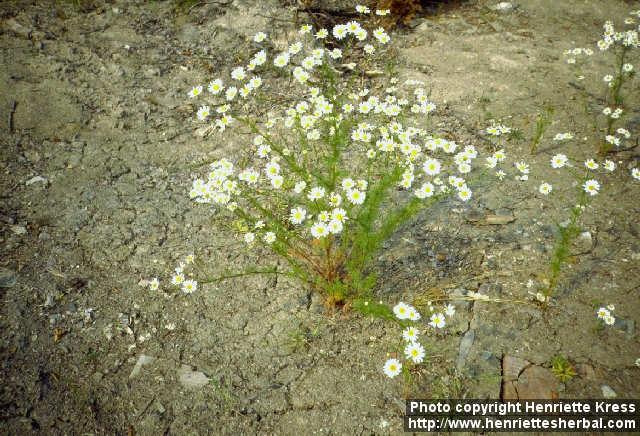 Photo: Tripleurospermum perforatum.