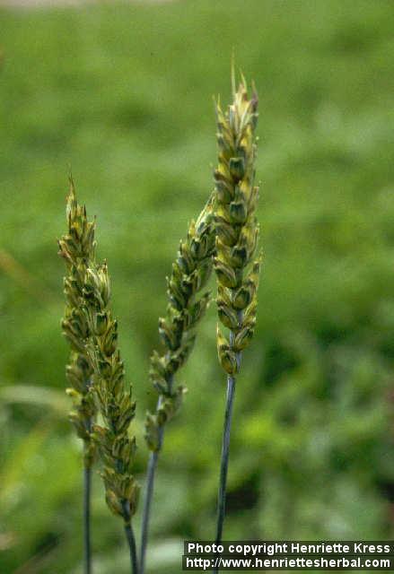 Photo: Triticum aestivum.