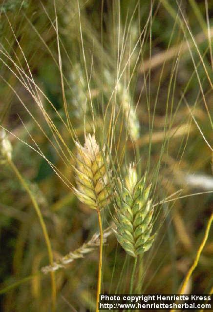 Photo: Triticum durum 1.