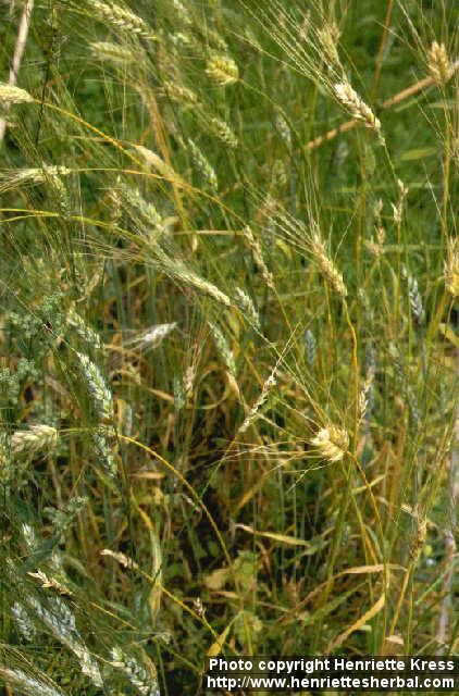 Photo: Triticum durum.