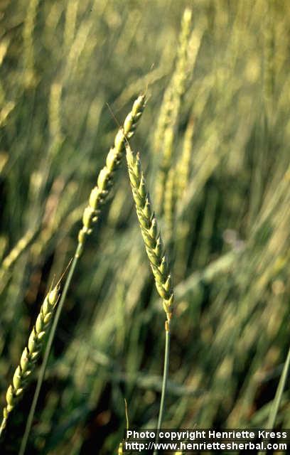 Photo: Triticum spelta 3.