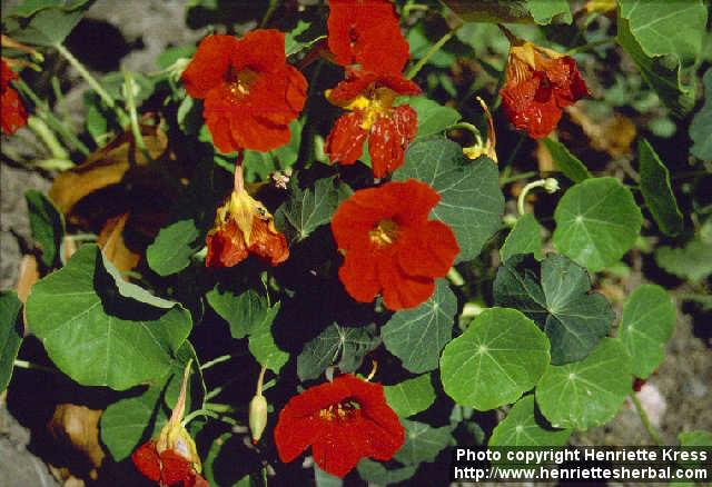 Photo: Tropaeolum majus 1.