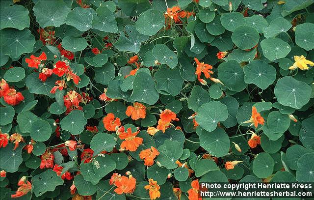 Photo: Tropaeolum majus 3.