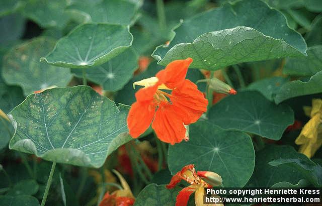 Photo: Tropaeolum majus 4.