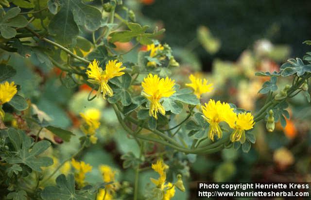 Photo: Tropaeolum peregrinum.